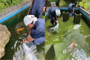 学校の建替えで廃池になる鯉の引越し依頼をお受けしました。 | schoolgo